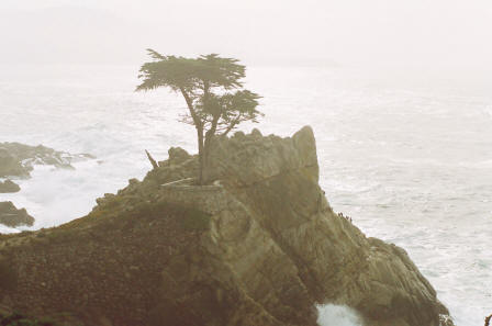 The Lone Cypress, 17 Mile Drive, Pebble Beach, California, USA