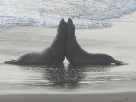 Male Elephant seals, San Simeon, California, USA