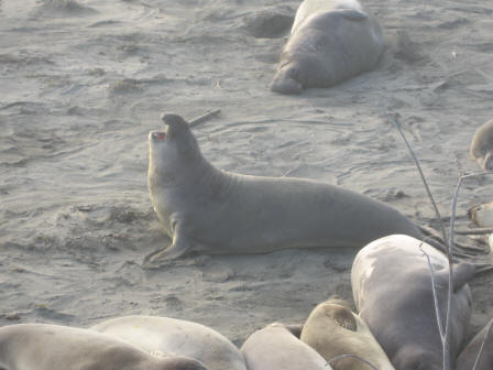 Elephant seal cub, San Simeon, California, USA