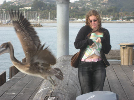 Really not keen on these large Pelicans, Santa Barbara Pier, California, USA, California, USA