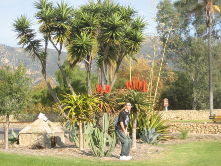 These cactii are really sharp, Santa Barbara, California, USA