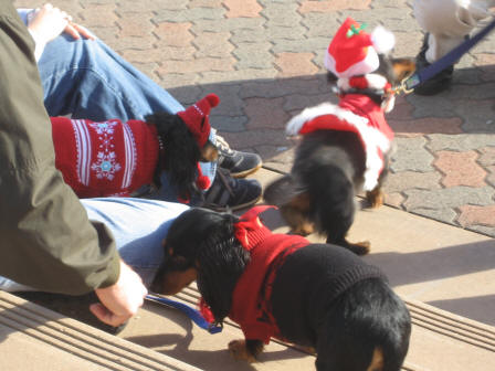 Sausage dogs in Santa outfits at Balboa Park, San Diego, California,USA