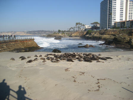 Colony of Harbour seals in La Jolla, San Diego, California,USA