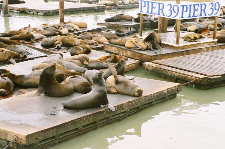 Sea Lions .... Pier 39, San Francisco, California,USA